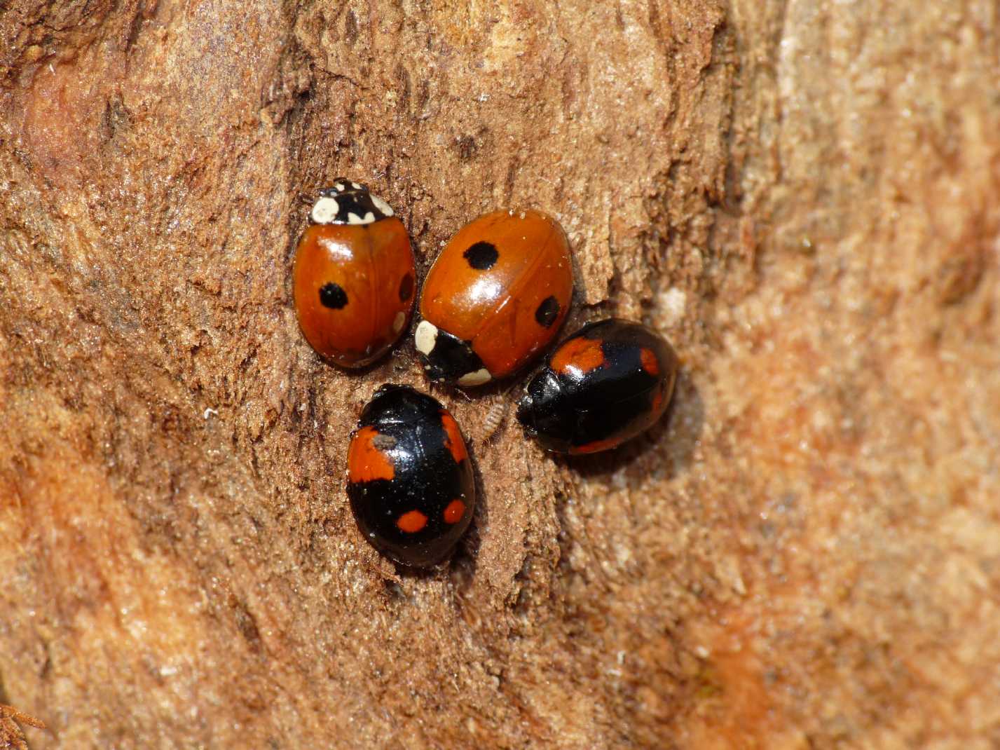 Coccinelle: Adalia bipunctata